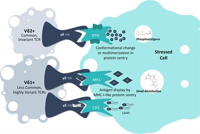 Intracellular radar: Understanding γδ T cell immune surveillance and implications for clinical strategies in oncology